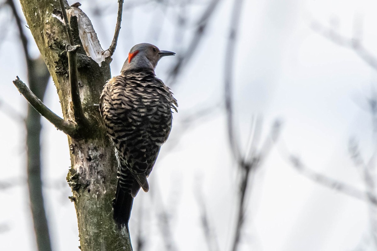 Northern Flicker - ML341245051