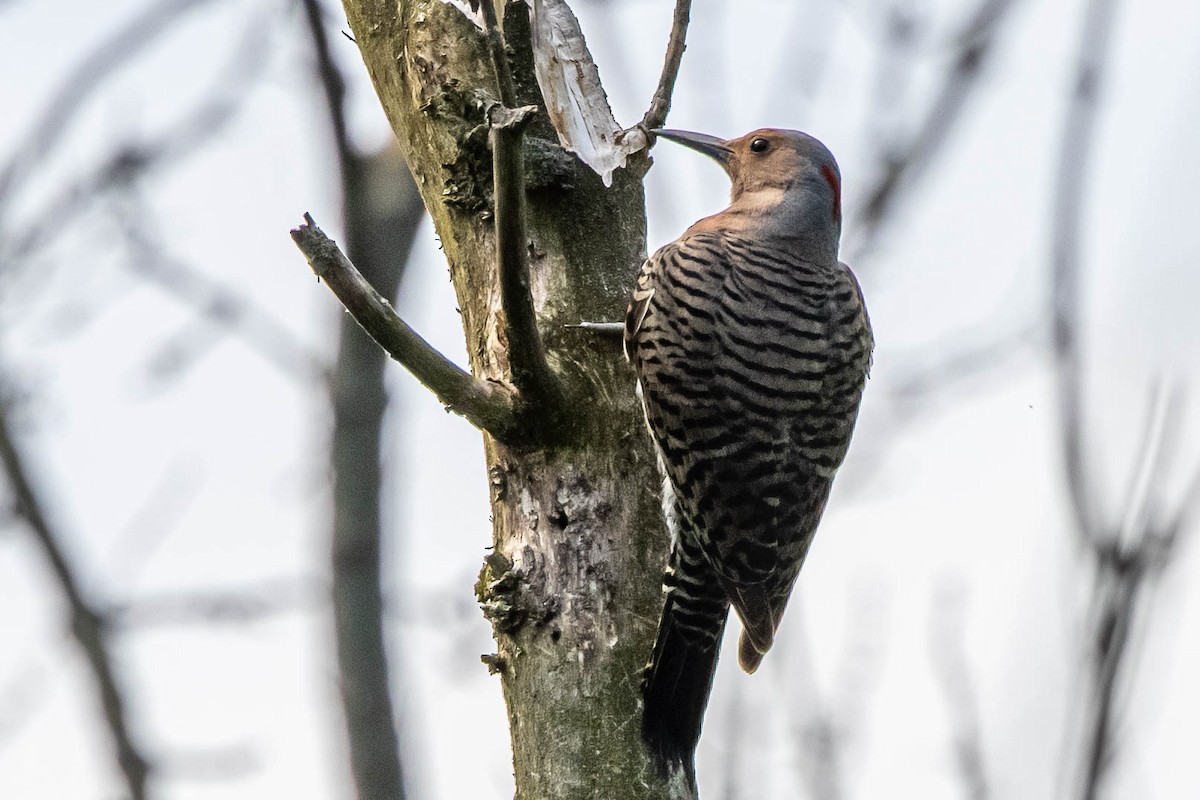 Northern Flicker - ML341245061