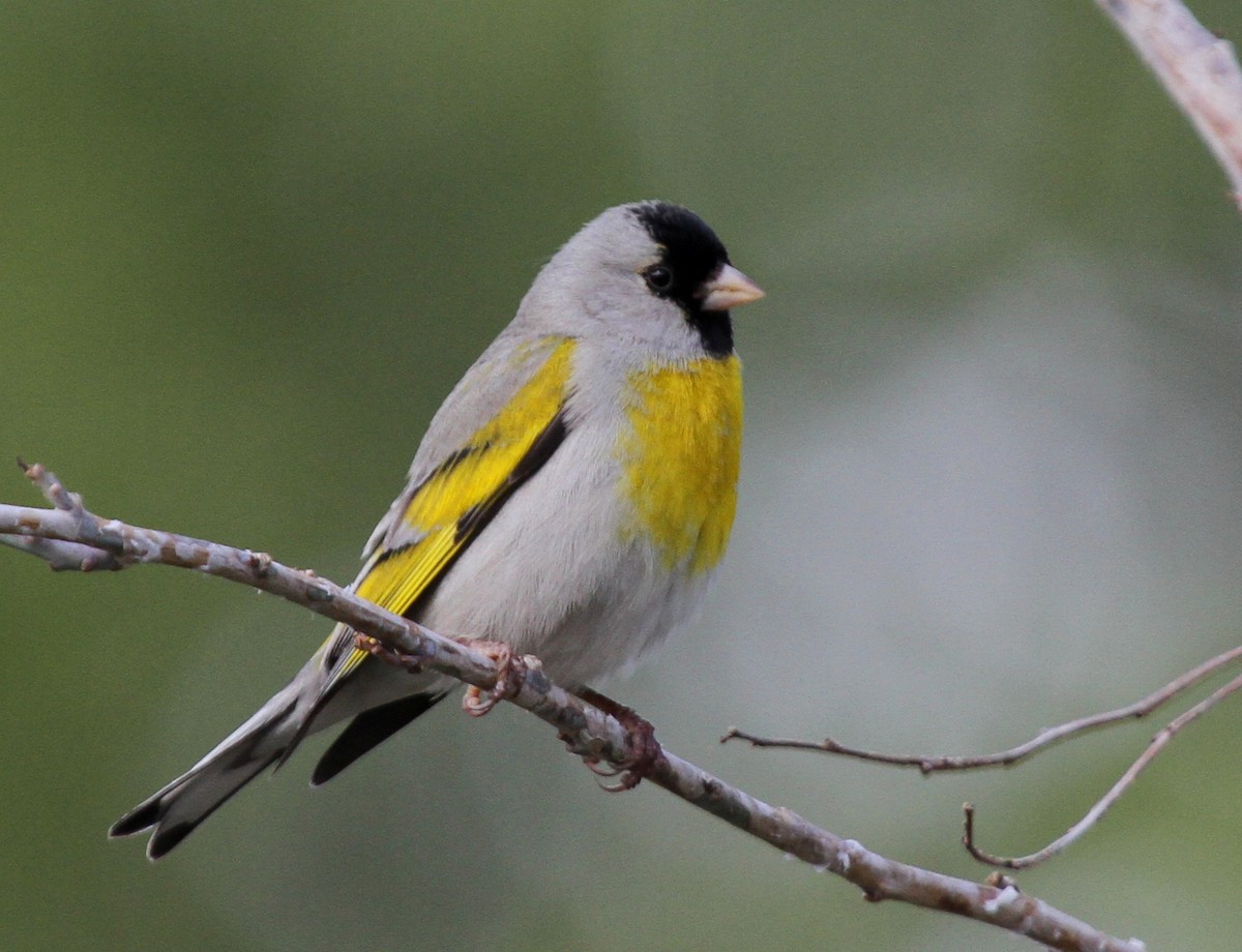 Lawrence's Goldfinch - Matthew Grube