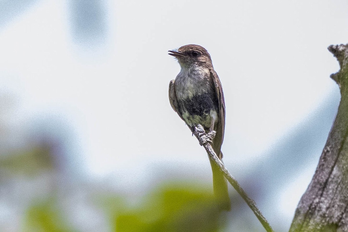 Eastern Phoebe - Chris George