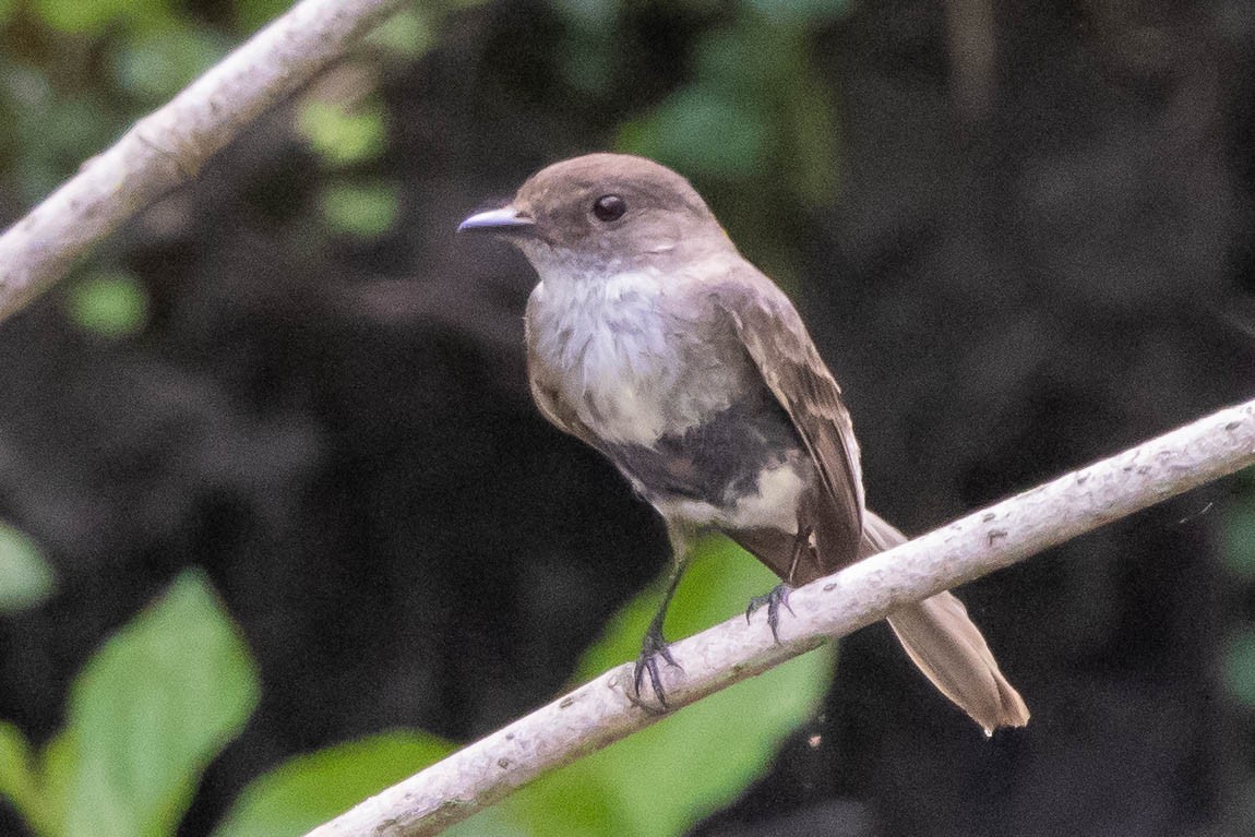 Eastern Phoebe - ML341245691