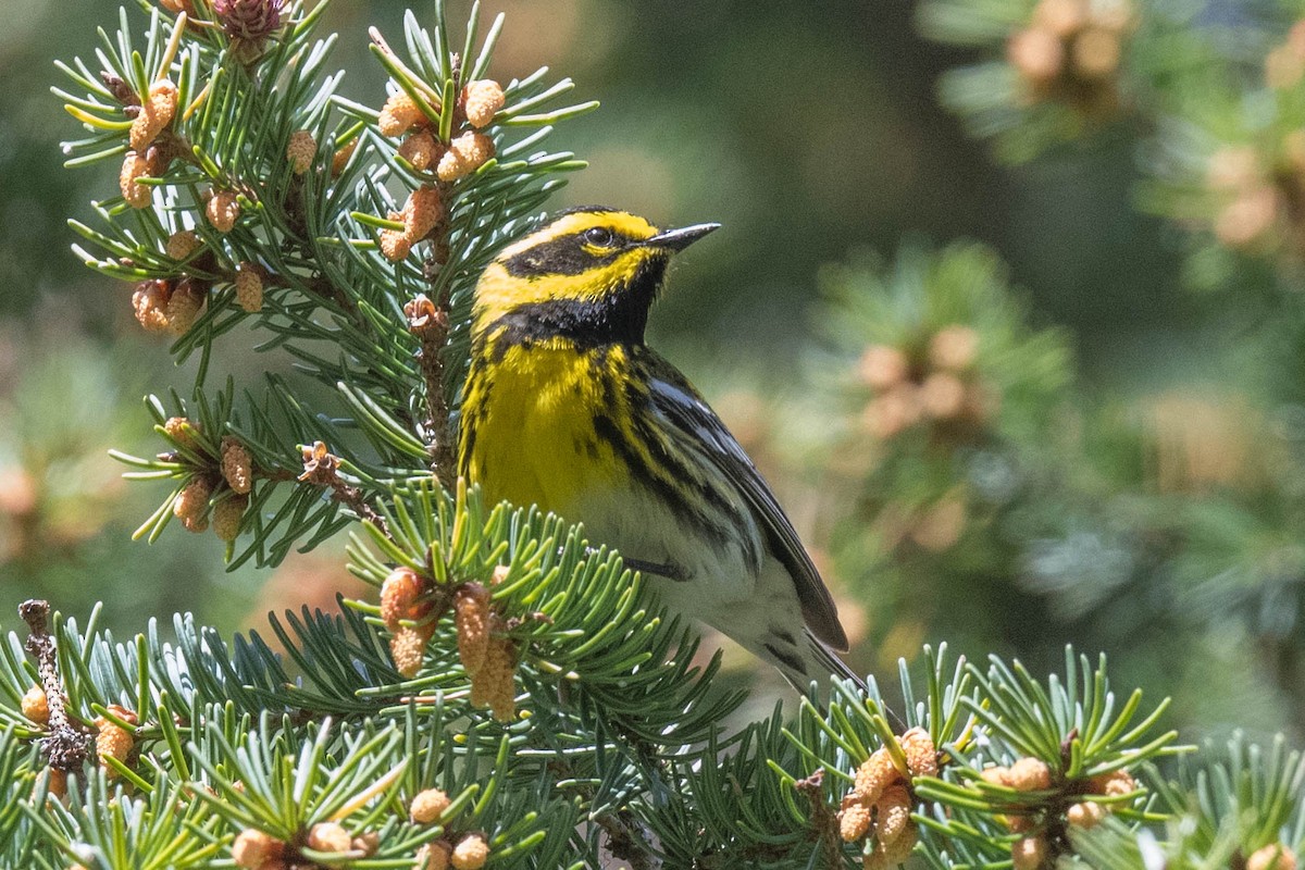 Townsend's Warbler - ML341246871