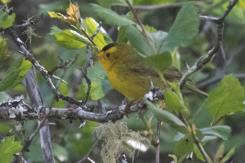 Wilson's Warbler - ML341247071