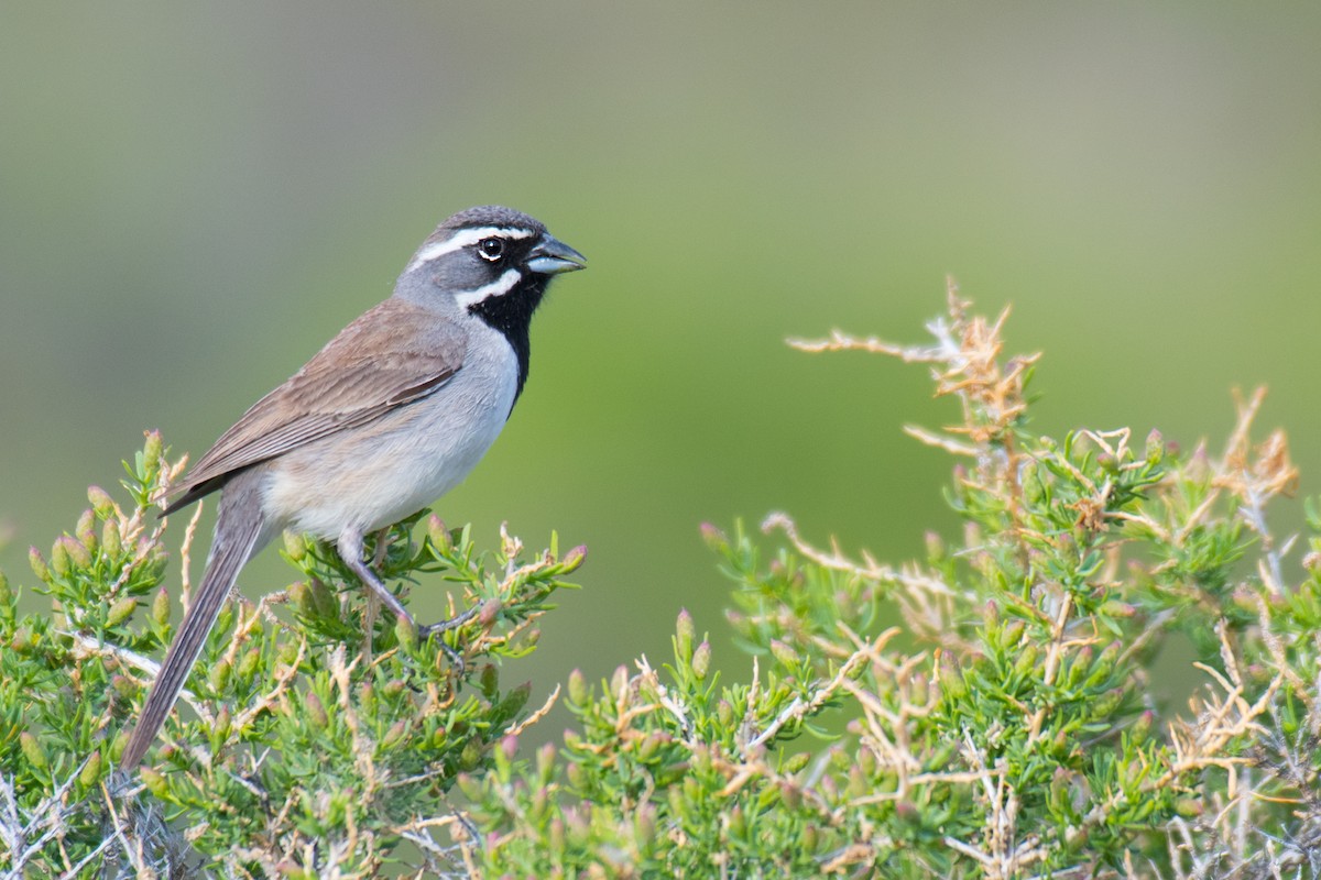 Black-throated Sparrow - Ian Hearn