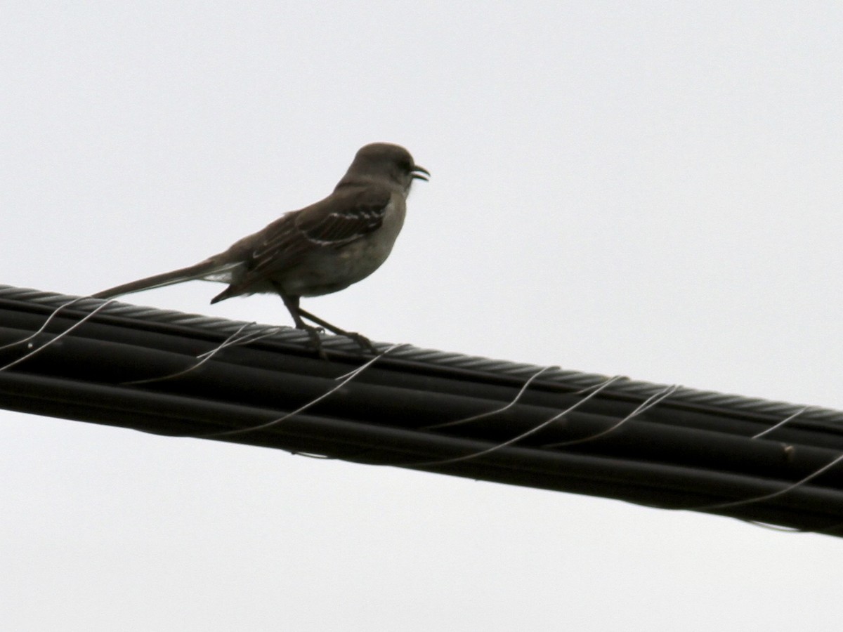 Northern Mockingbird - ML341250001