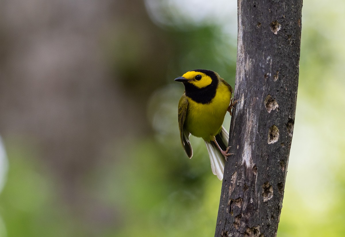 Hooded Warbler - ML341250031