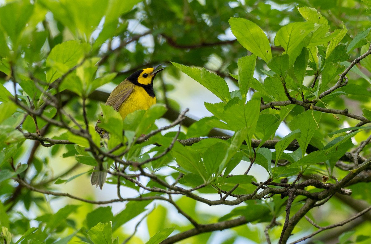 Hooded Warbler - ML341250061