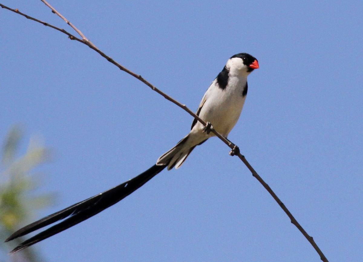 Pin-tailed Whydah - Matthew Grube