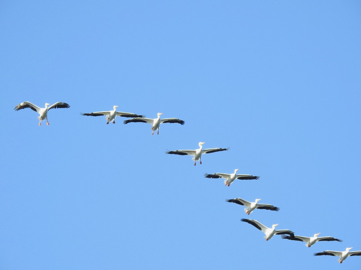 American White Pelican - ML341251381