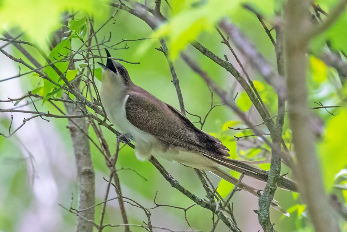 Black-billed Cuckoo - ML341252071