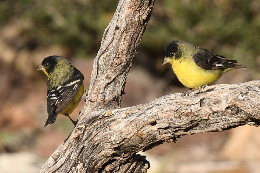 Lesser Goldfinch - ML341252361