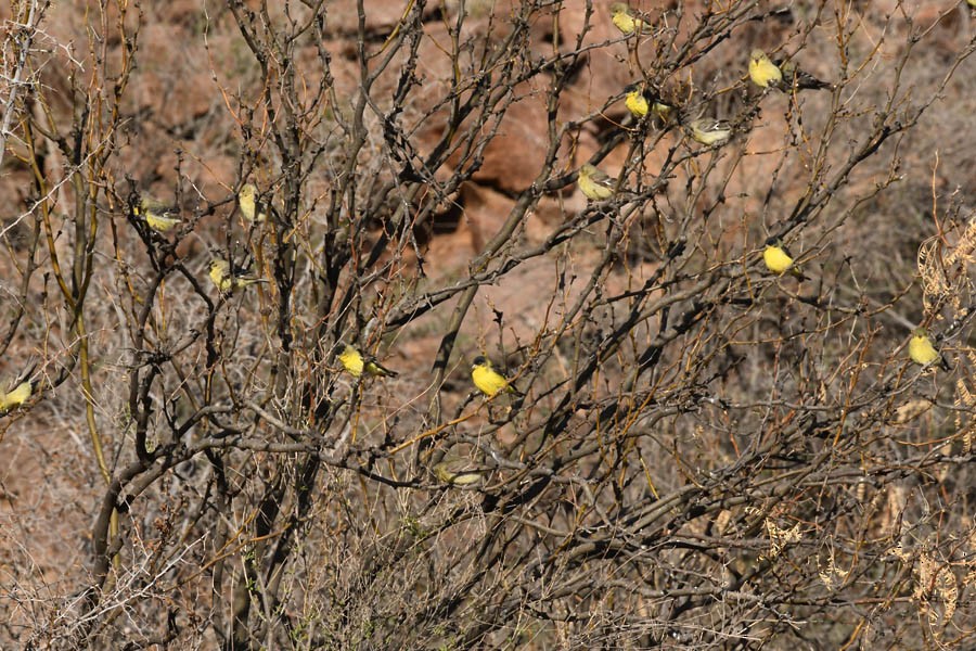 Lesser Goldfinch - ML341252381