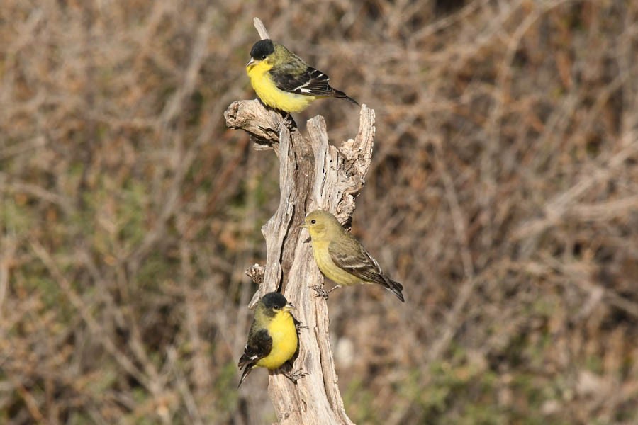 Lesser Goldfinch - ML341252391