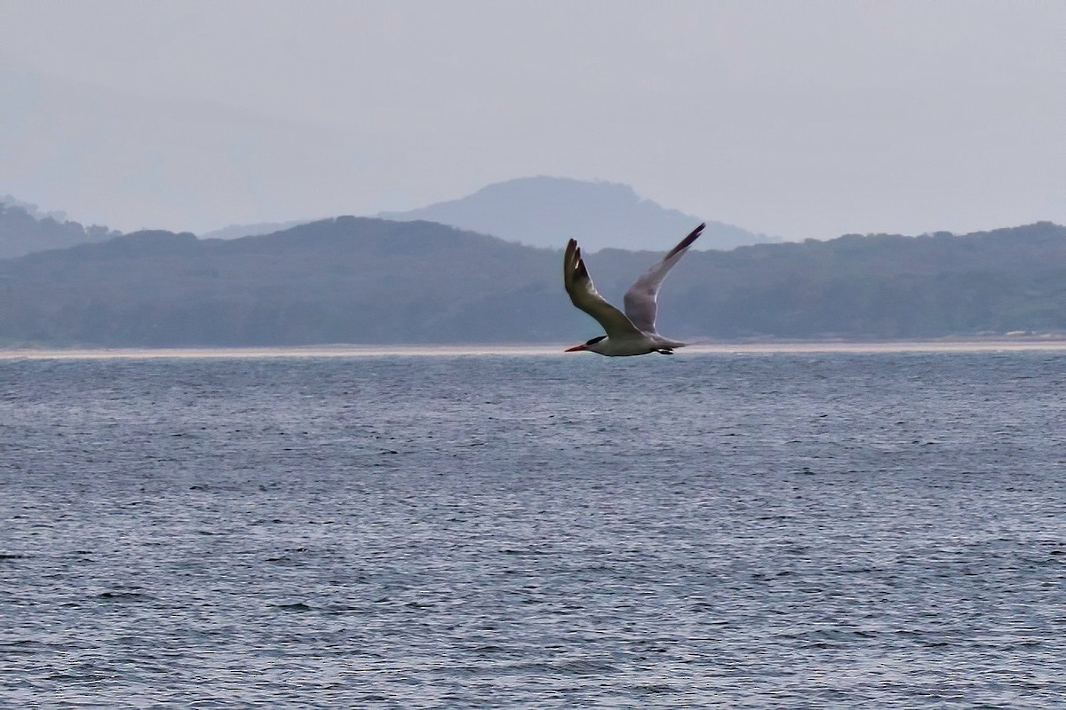 Caspian Tern - ML341252641