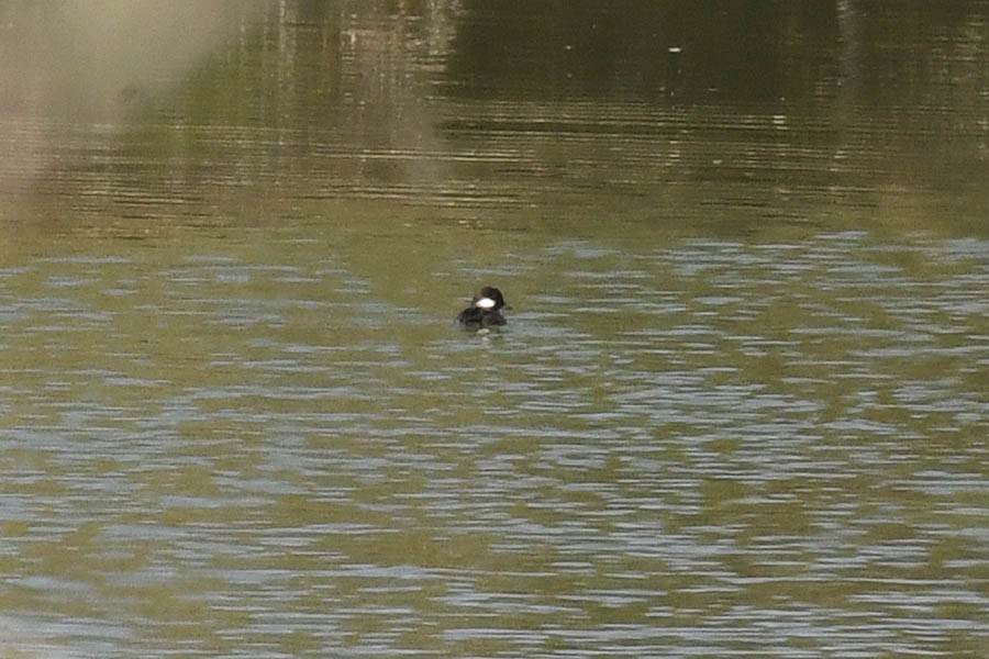 Bufflehead - ML341253071