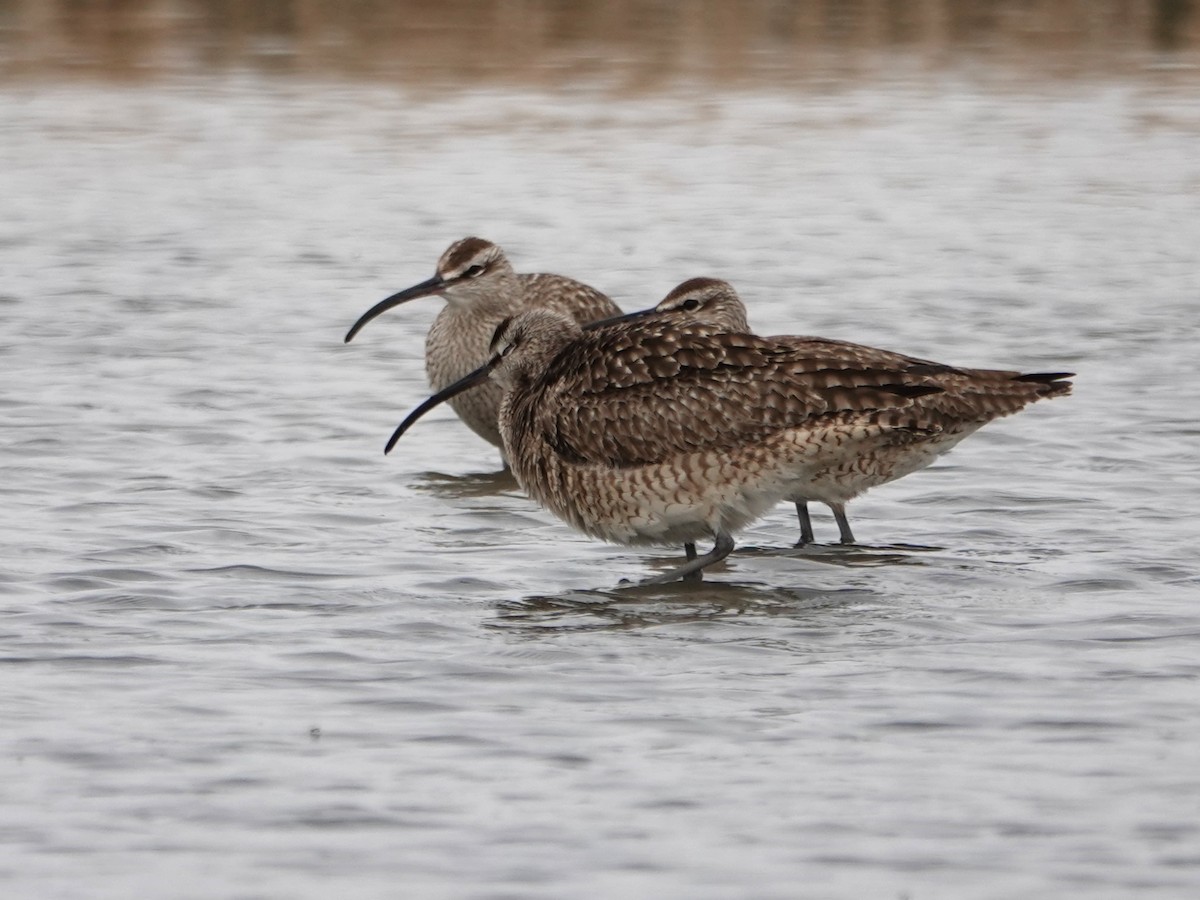 Whimbrel - ML341253531