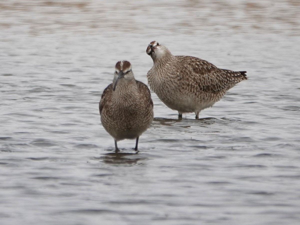 Regenbrachvogel - ML341253691