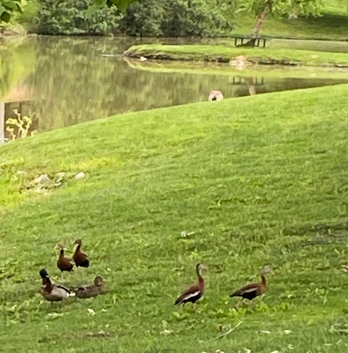 Black-bellied Whistling-Duck - ML341254711