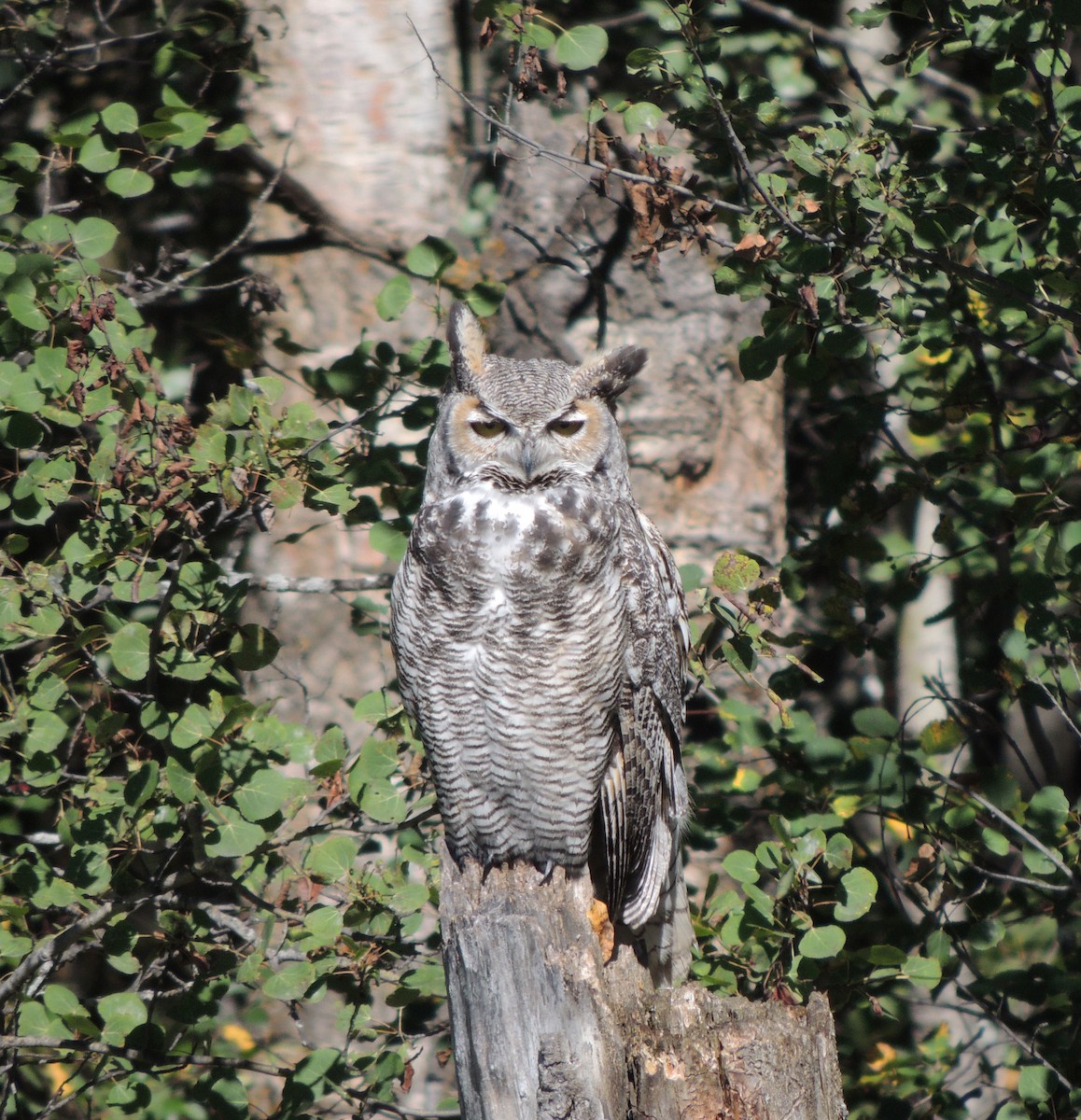 Great Horned Owl - ML34125481