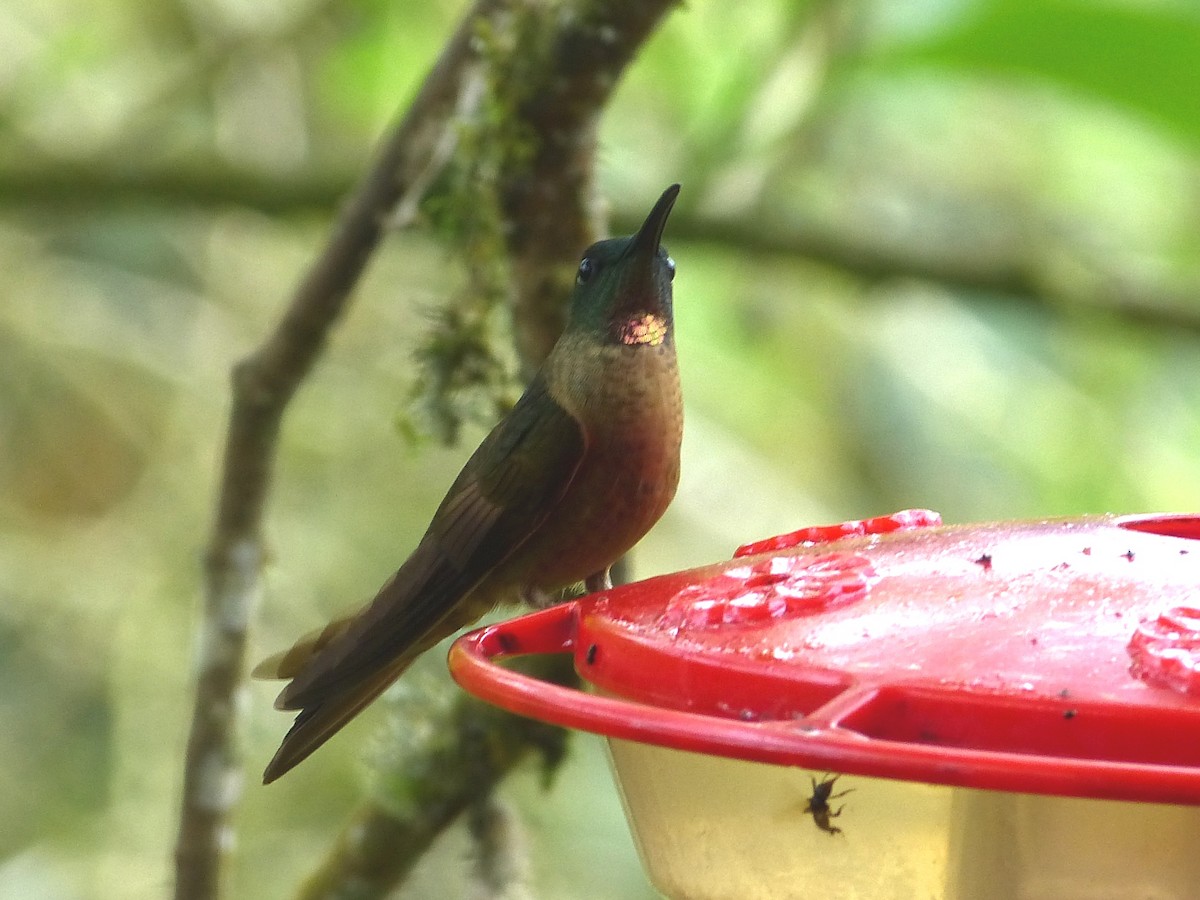 kolibřík hnědobřichý - ML34125531