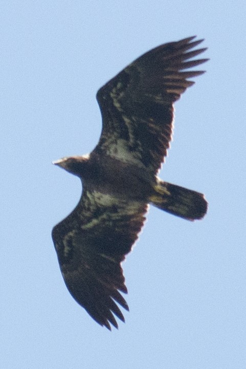 Bald Eagle - David Brown