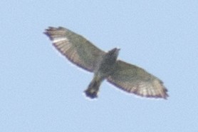 Broad-winged Hawk - David Brown