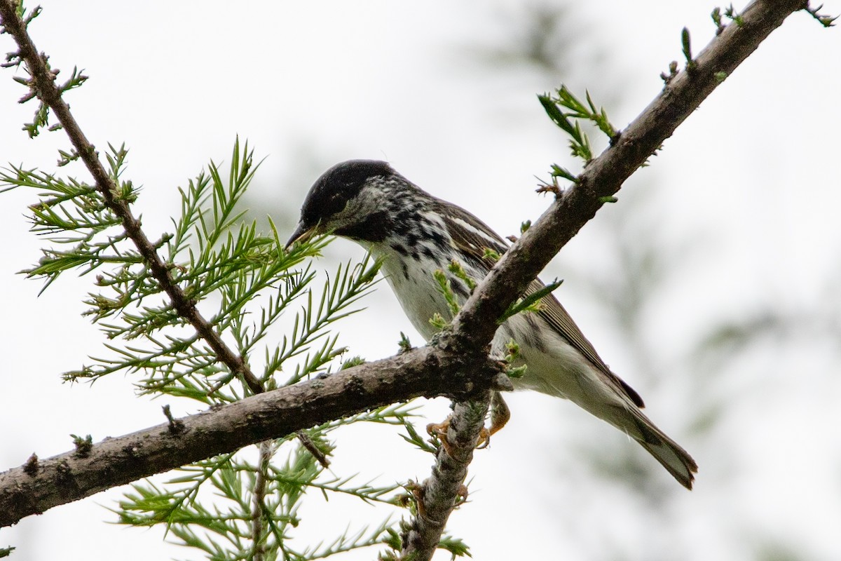 Blackpoll Warbler - Rob  Sielaff