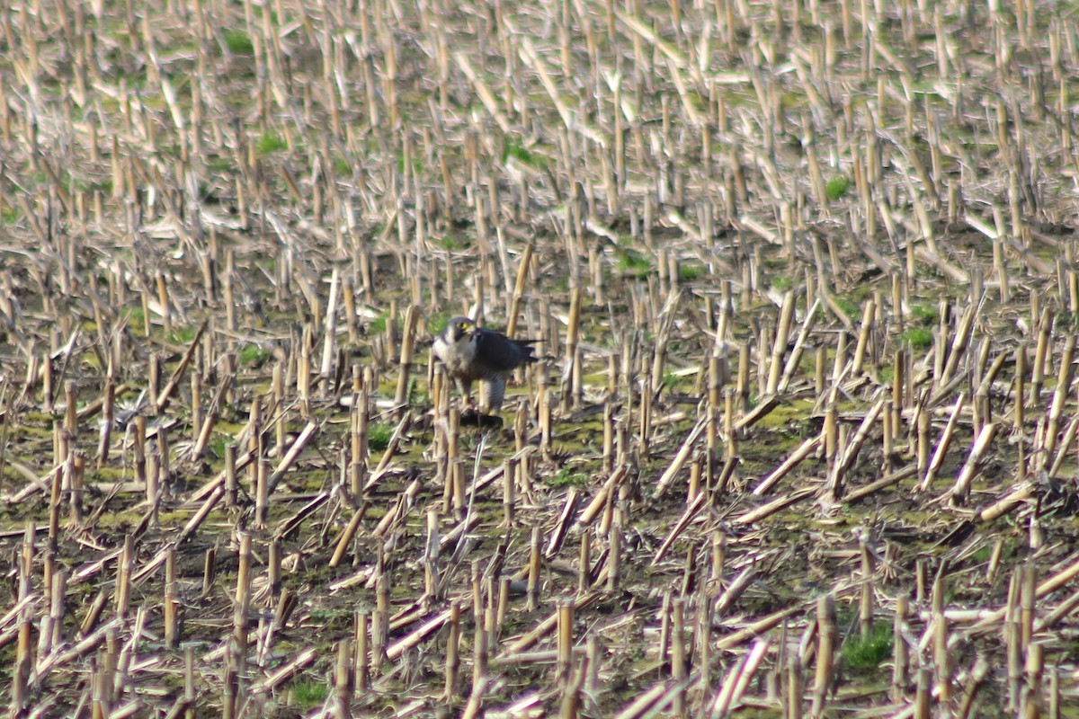 Peregrine Falcon - ML34125811