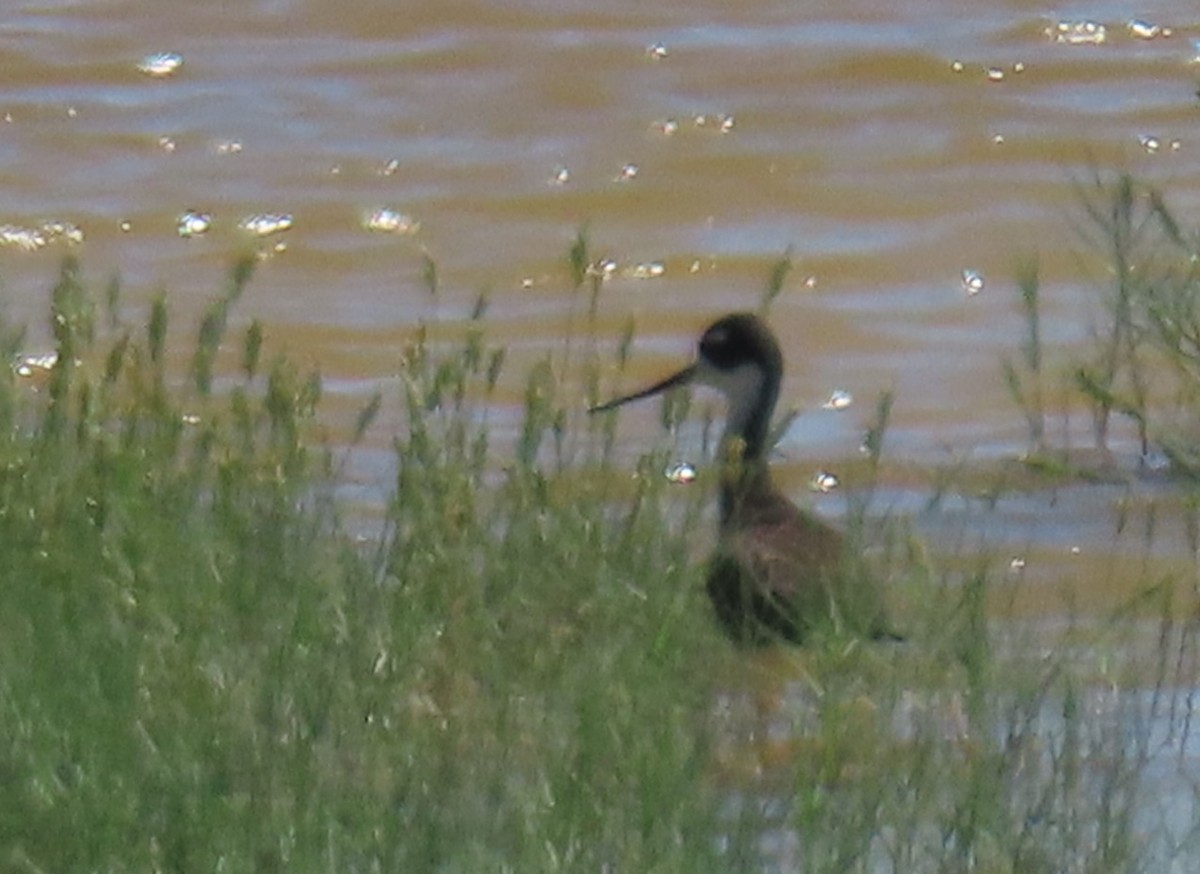 Wilson's Phalarope - ML341258991