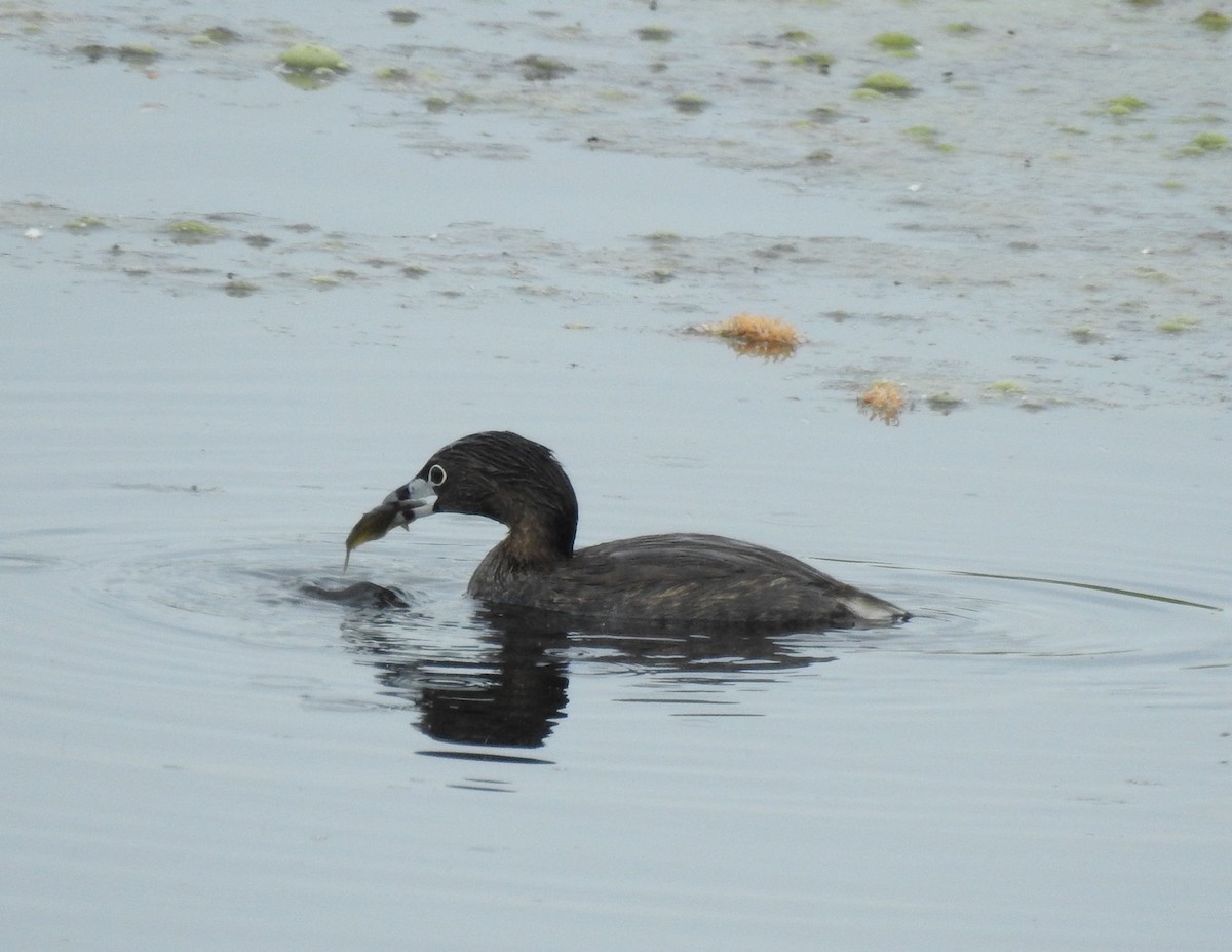 Pied-billed Grebe - ML341259551