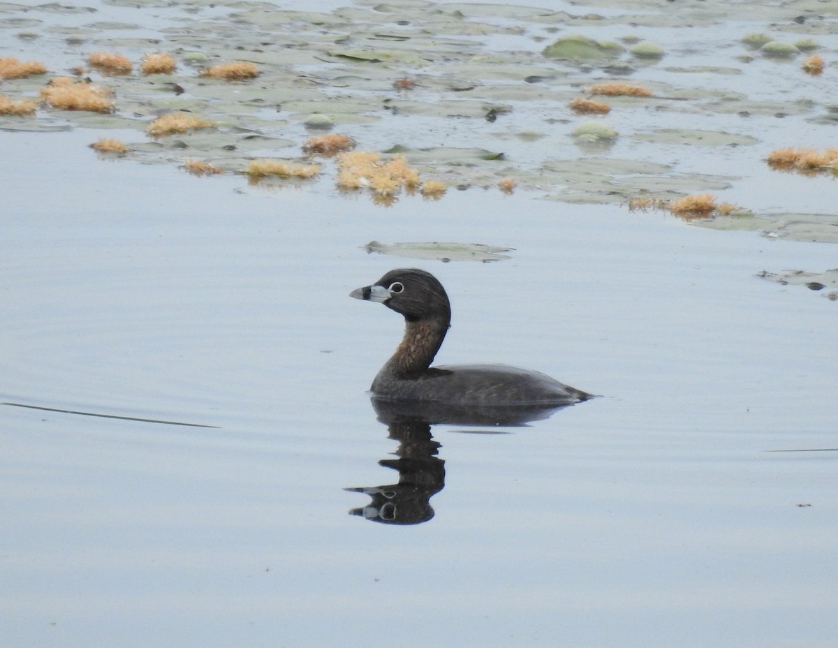 Pied-billed Grebe - ML341259561