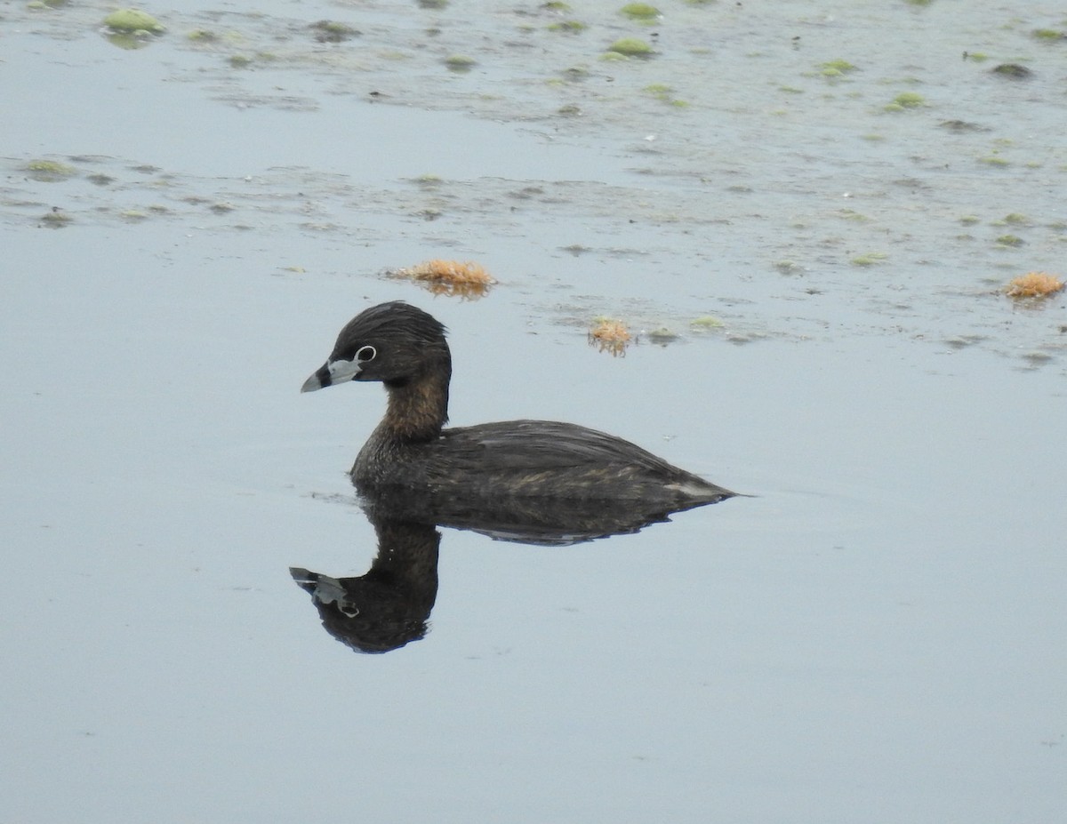 Pied-billed Grebe - ML341259591