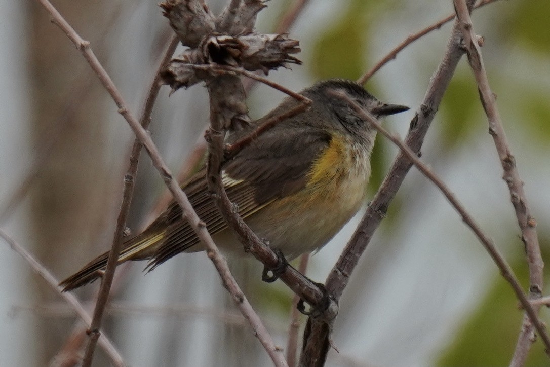 American Redstart - ML341262541