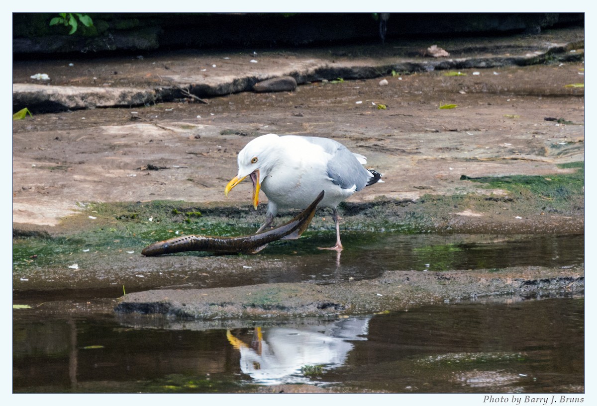 Herring Gull - ML341263531