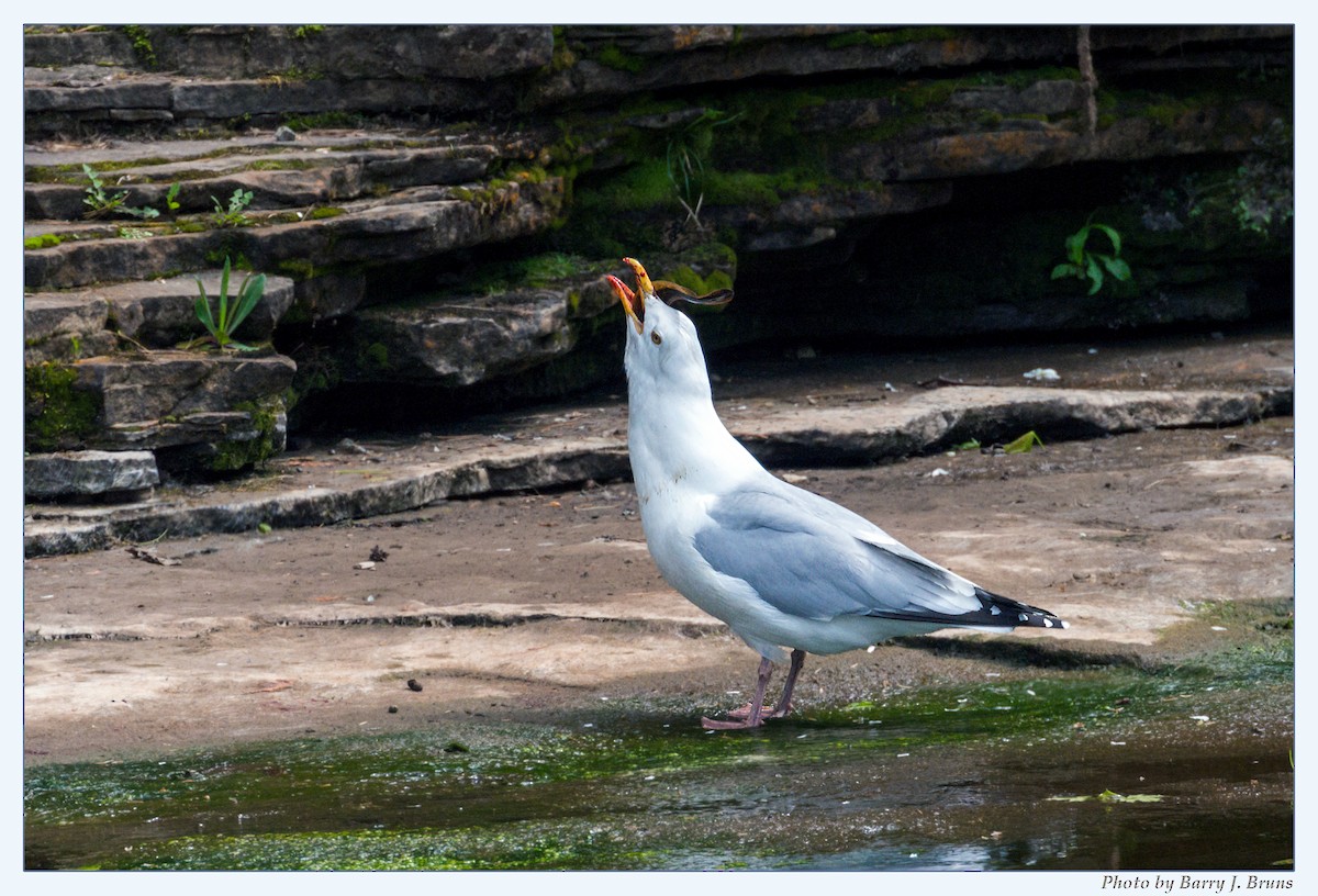 Gaviota Argéntea - ML341263571