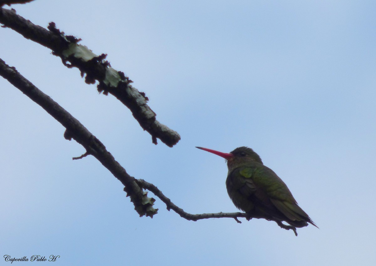 Gilded Hummingbird - ML341264651