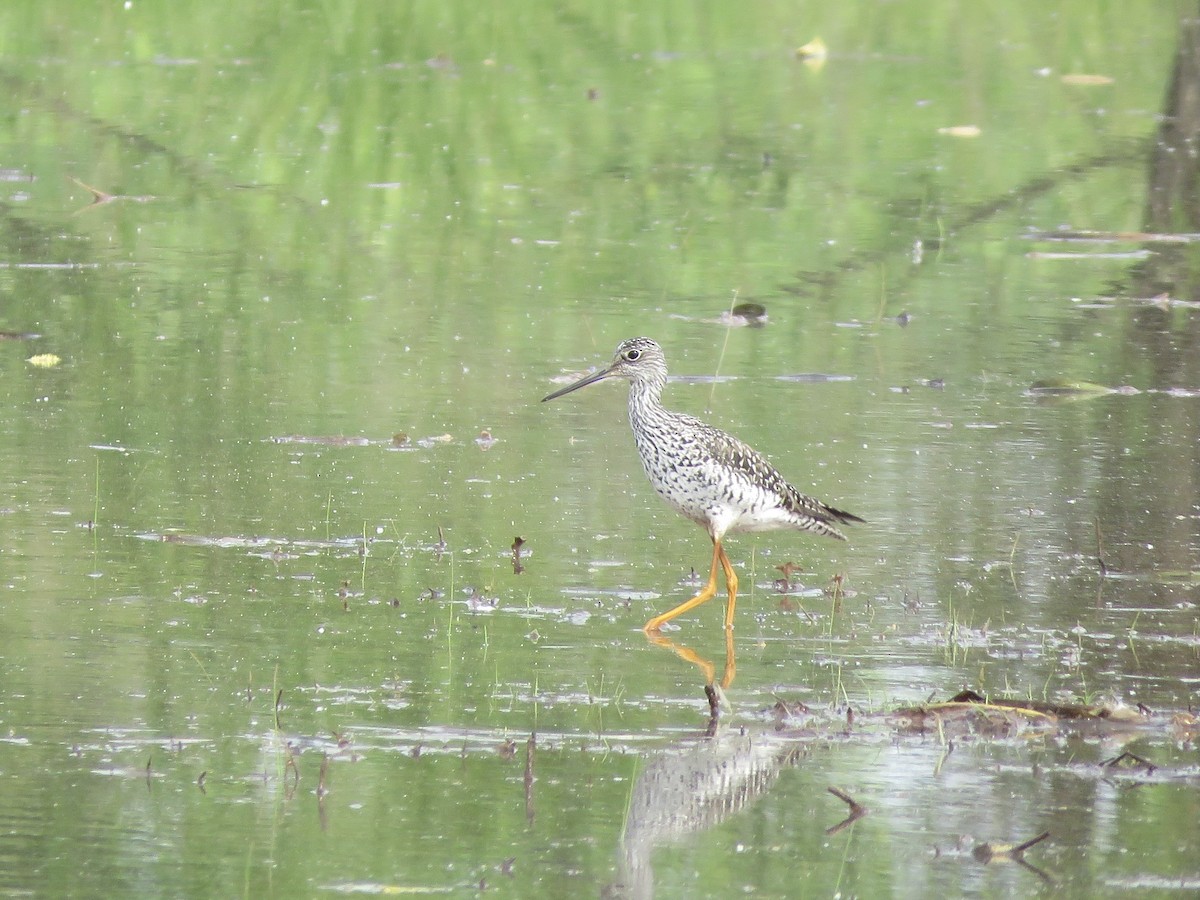 Greater Yellowlegs - ML341264781