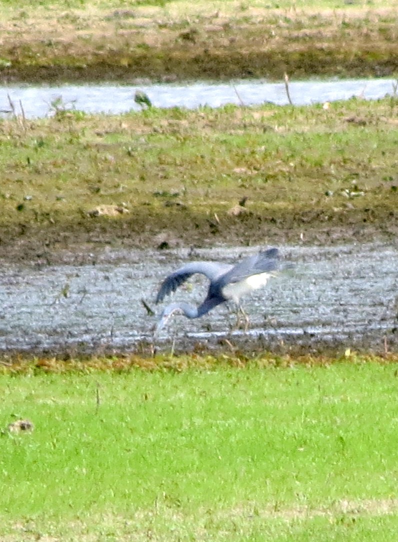 Tricolored Heron - ML341266071