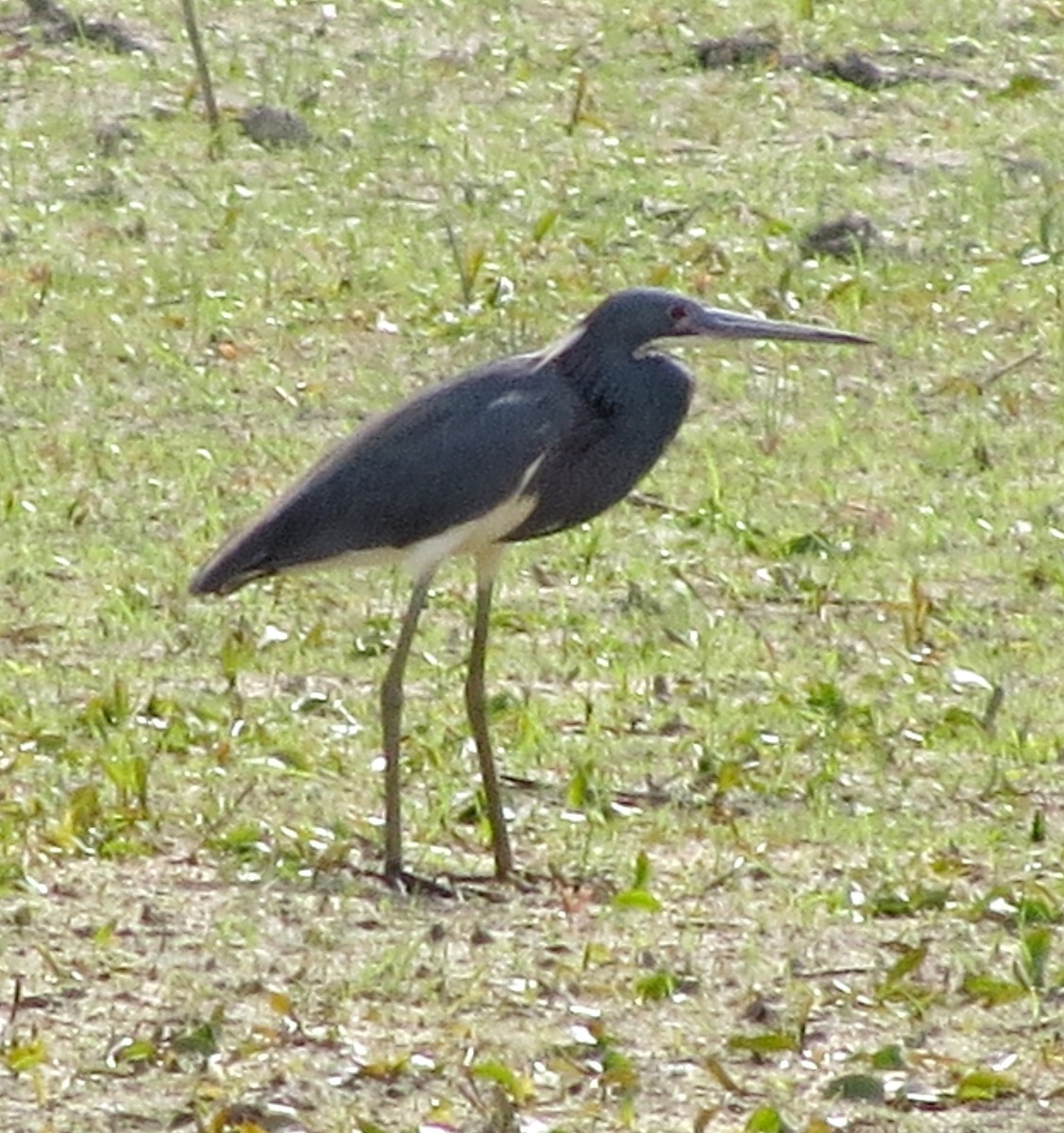 Tricolored Heron - ML341266131