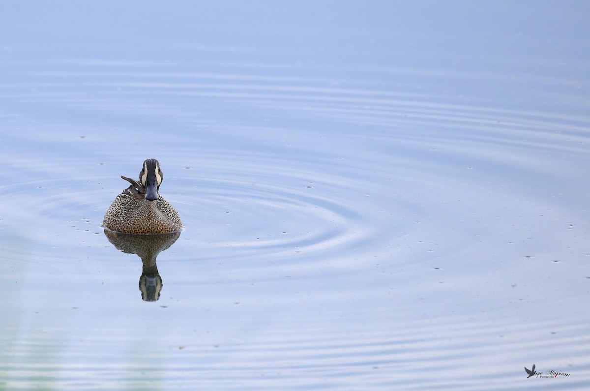 Blue-winged Teal - Serge Morneau