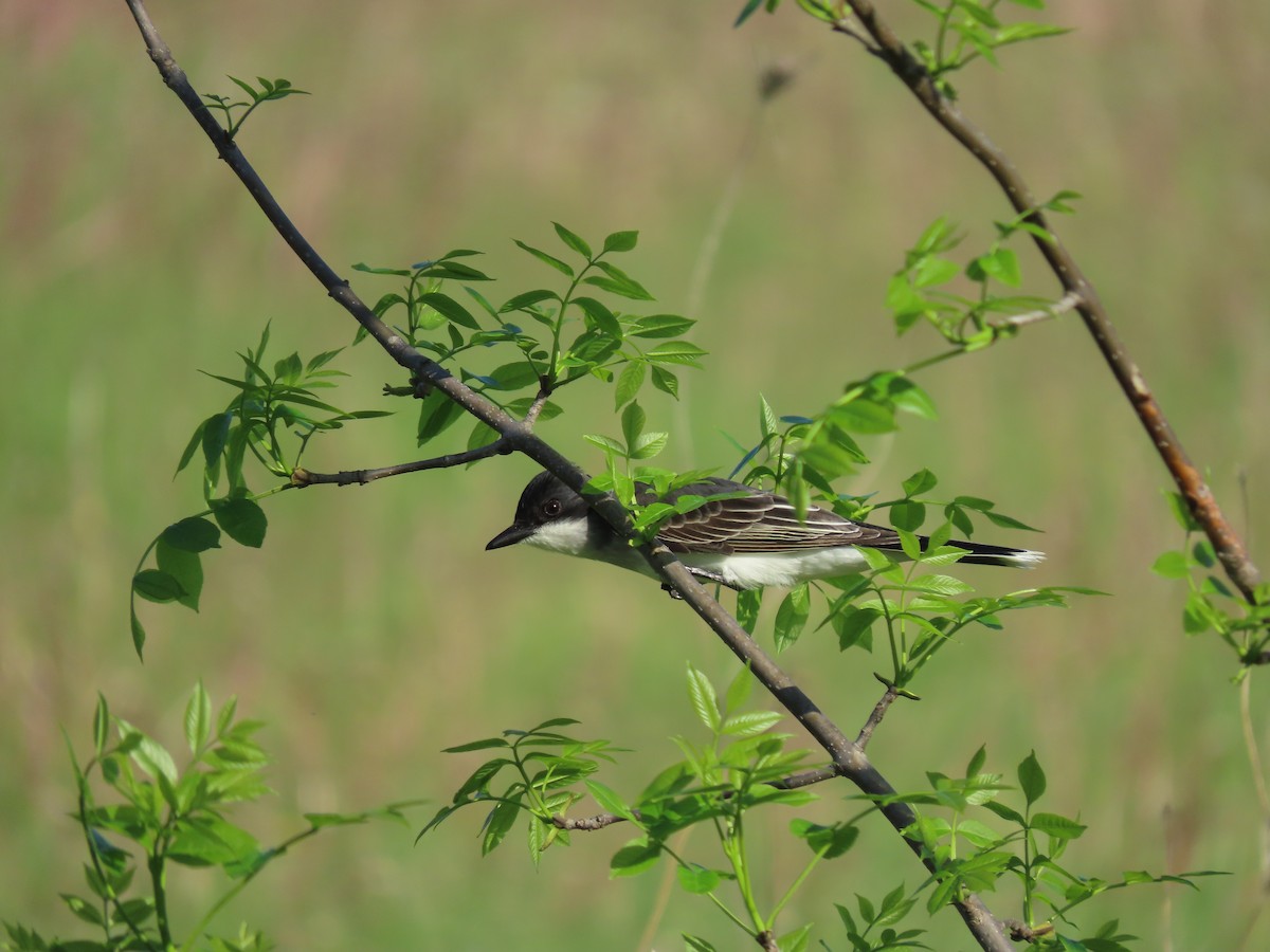 Eastern Kingbird - Alex Arnold