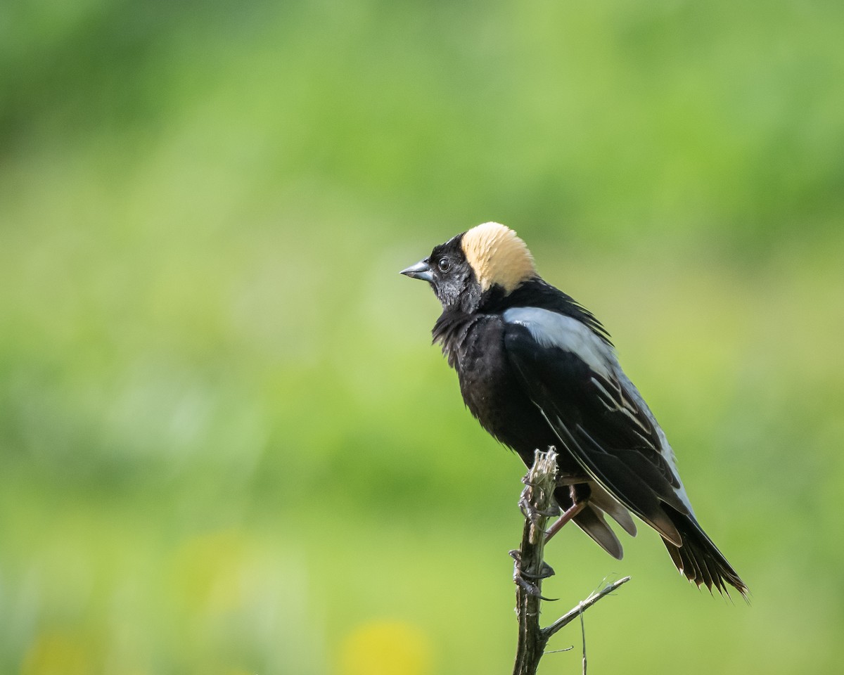 Bobolink - ML341267091