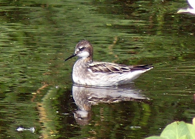 svømmesnipe - ML341267471