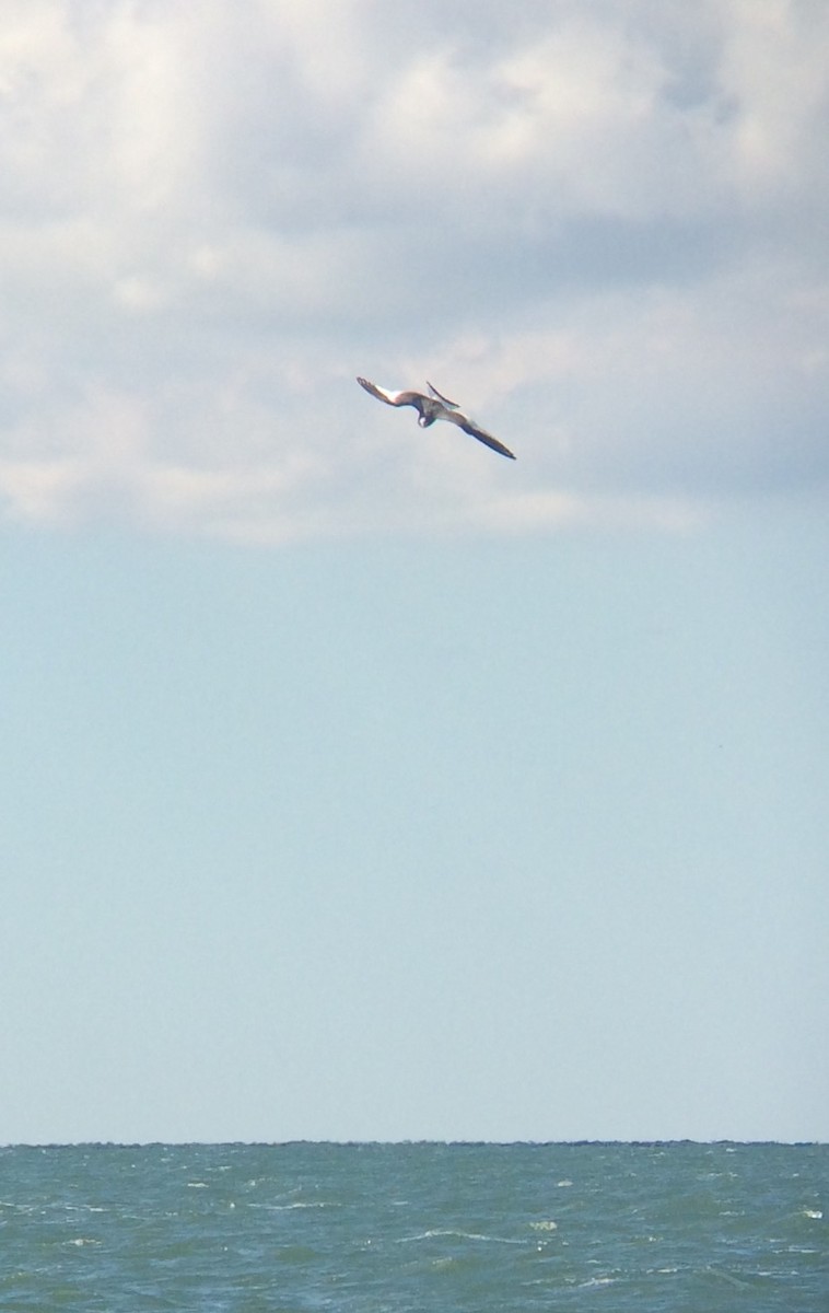 Sabine's Gull - ML34126861