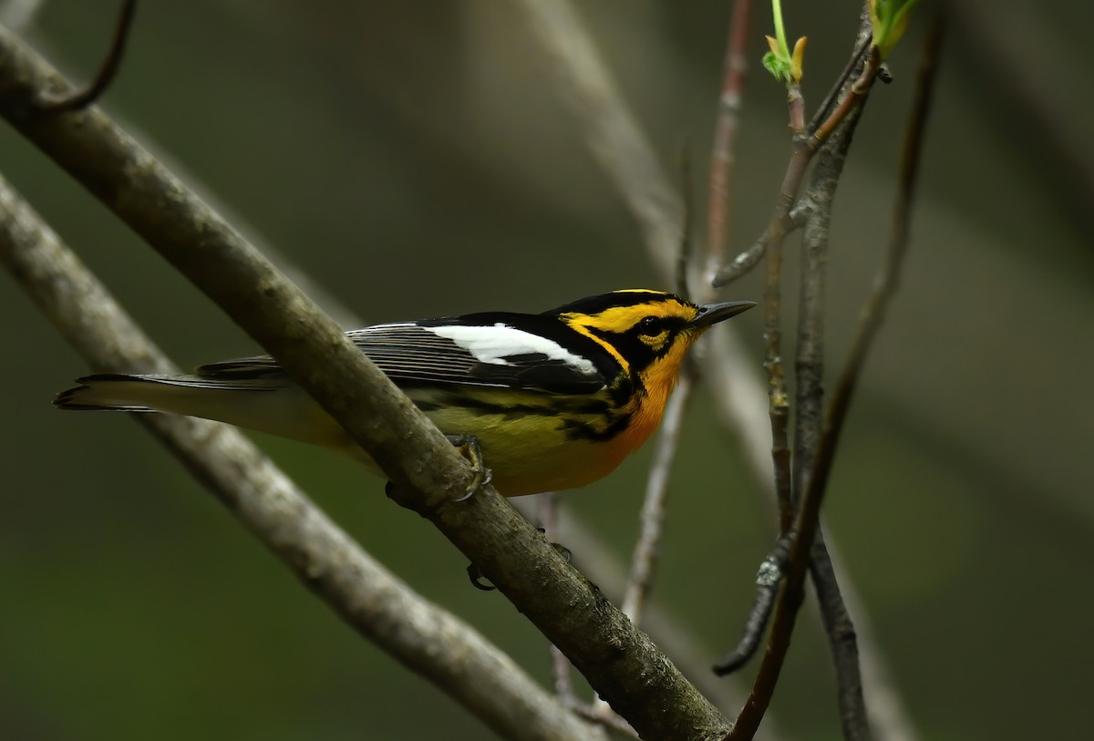 hemlokkparula - ML341270431