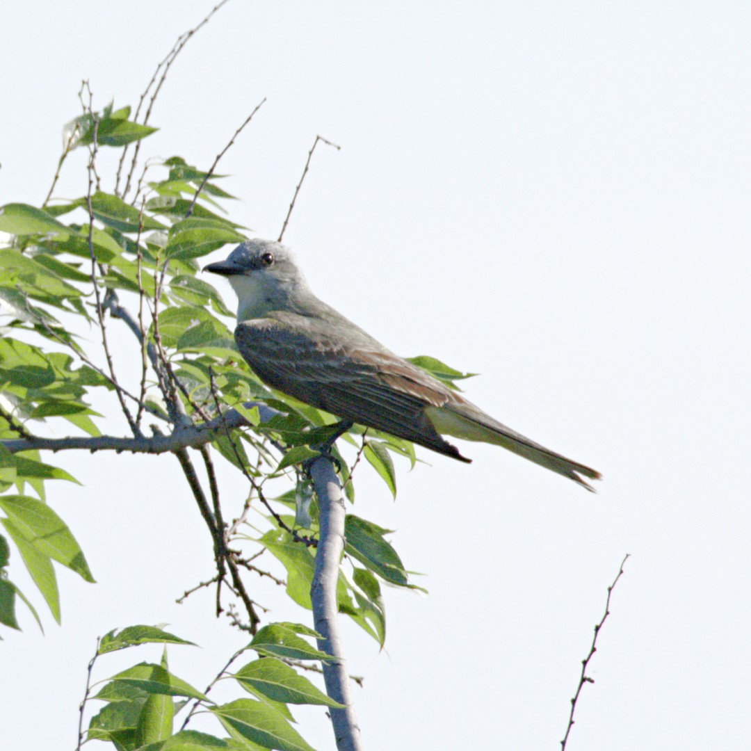 Couch's Kingbird - Ted Zobeck