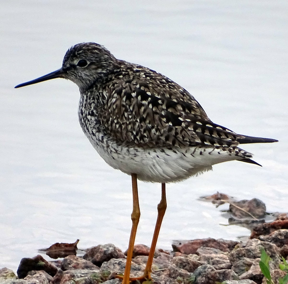 Lesser Yellowlegs - Richard and Janice Drummond