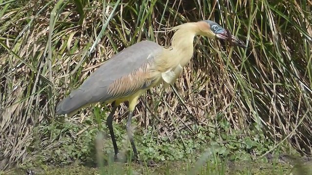 Whistling Heron - ML341274811