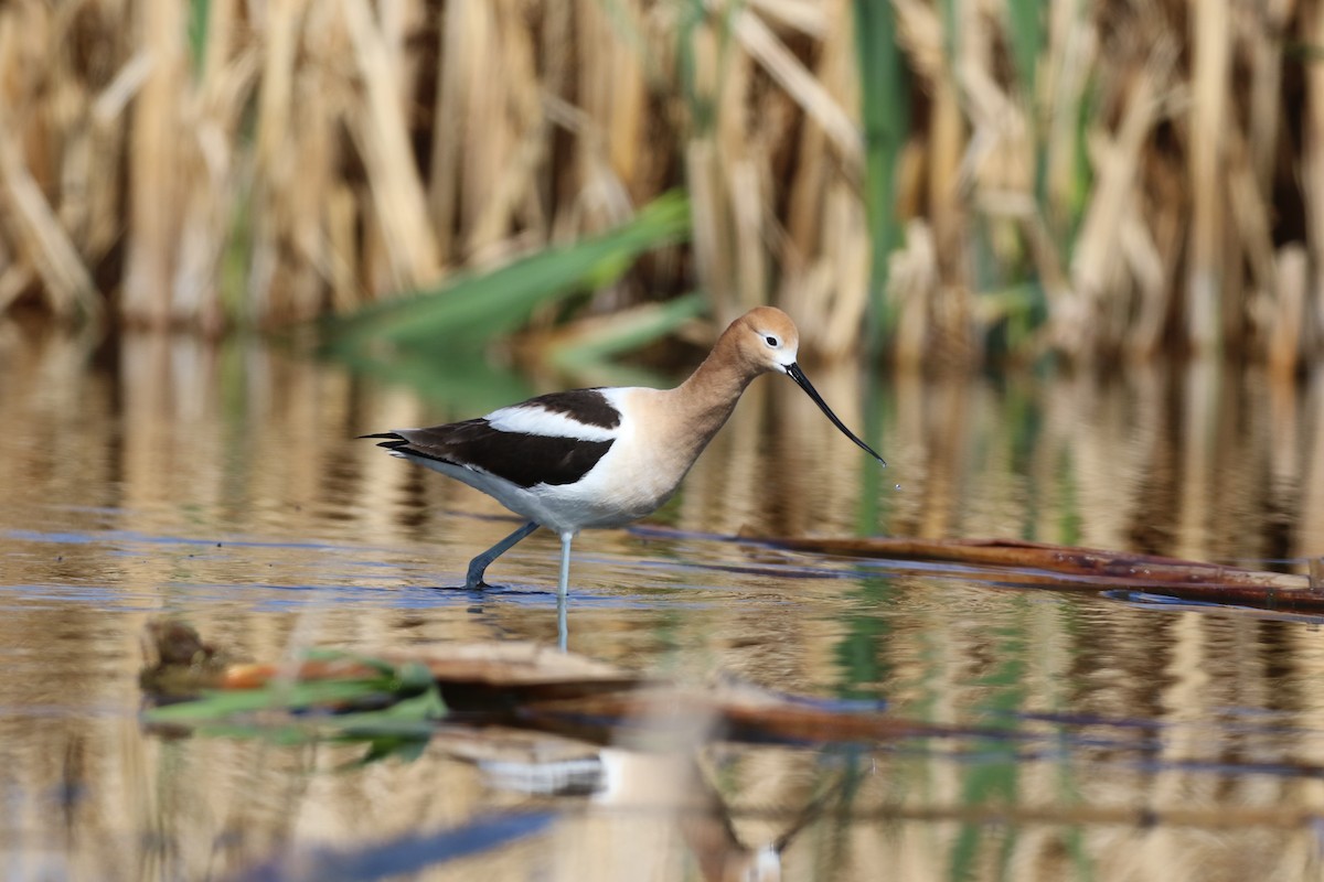 Avoceta Americana - ML341275411