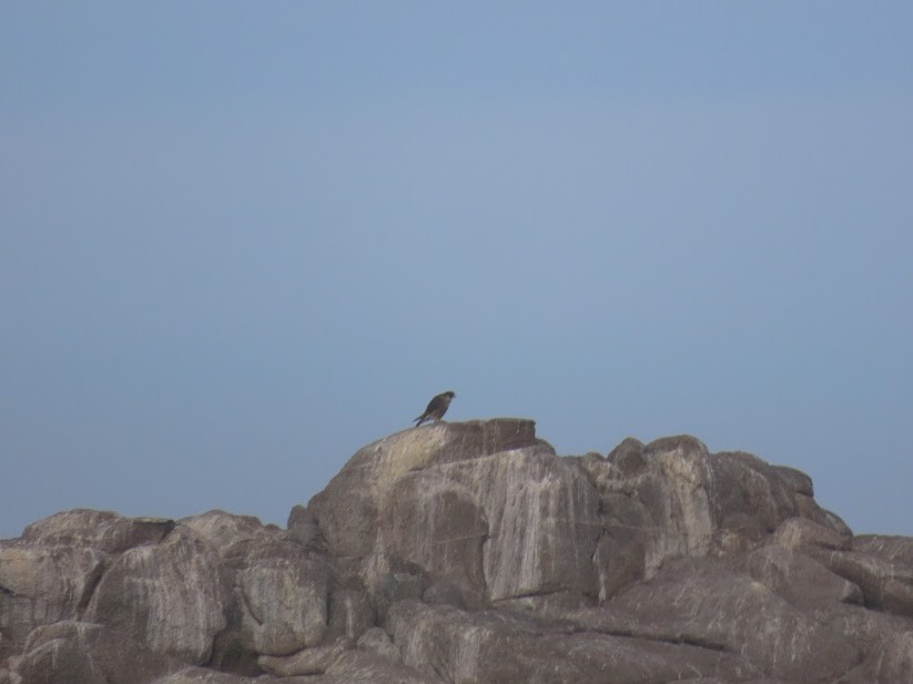 Peregrine Falcon - The Kingbirder